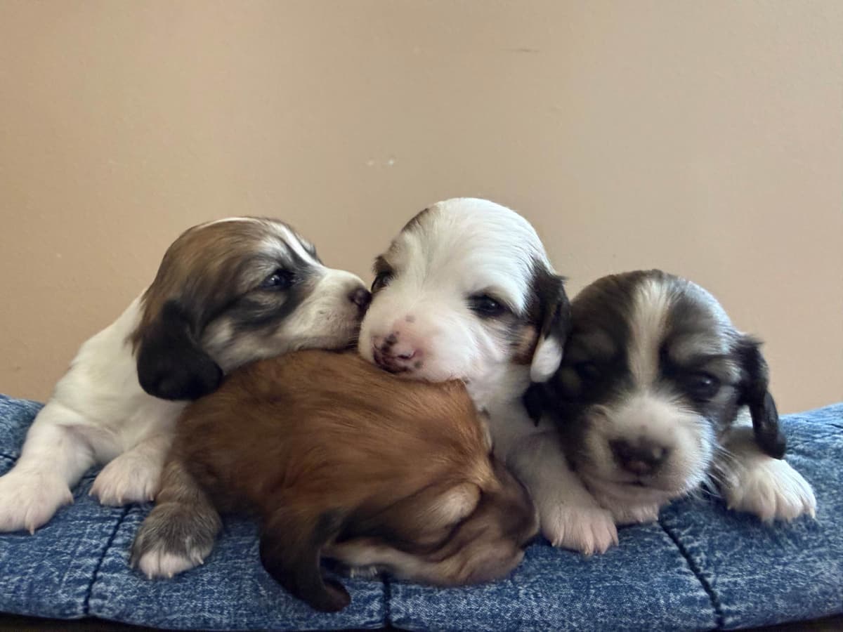 Dachshund puppies mini longhair breeder image 1