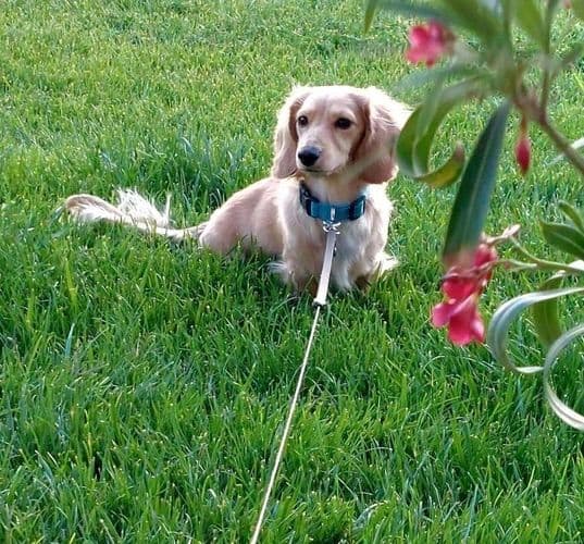 Dachshund puppies mini longhair breeder image 4