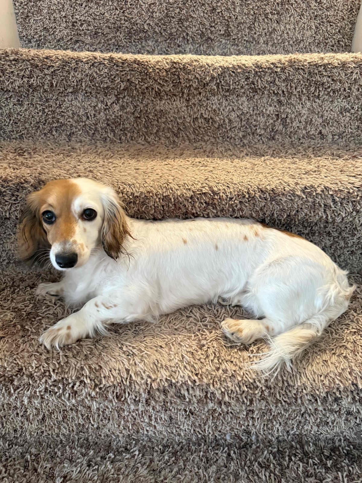 Dachshund puppies mini longhair breeder image 6