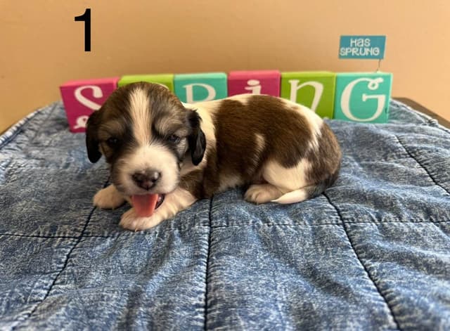 Dachshund puppies mini longhair media 2