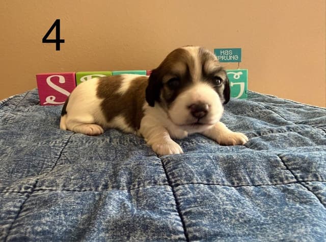 Dachshund puppies mini longhair media 3