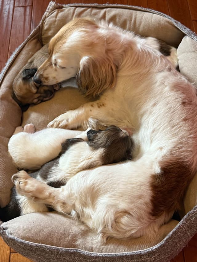 Dachshund puppies mini longhair media 7