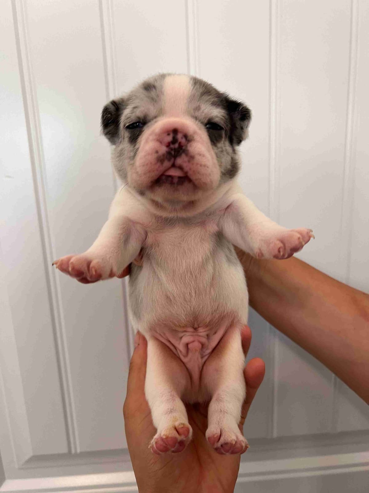 French Bulldog Puppy breeder image 6