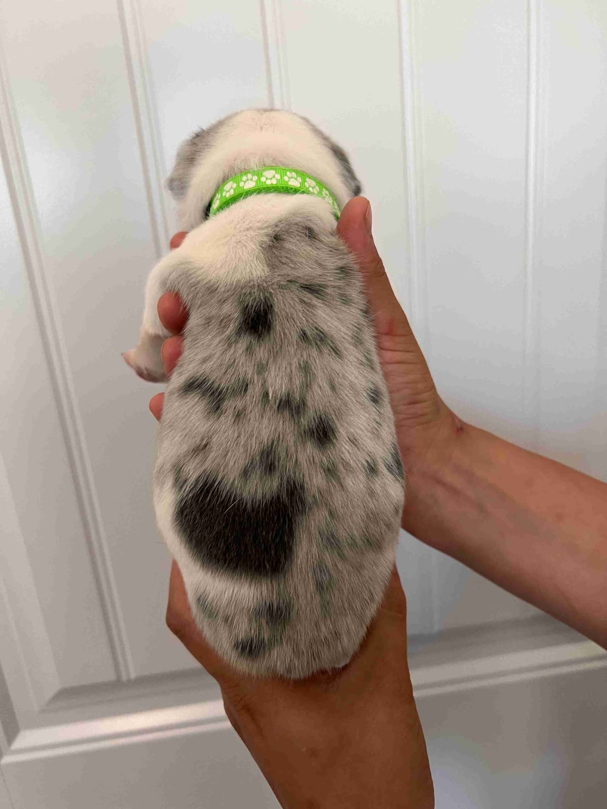 French Bulldog Puppy breeder image 7
