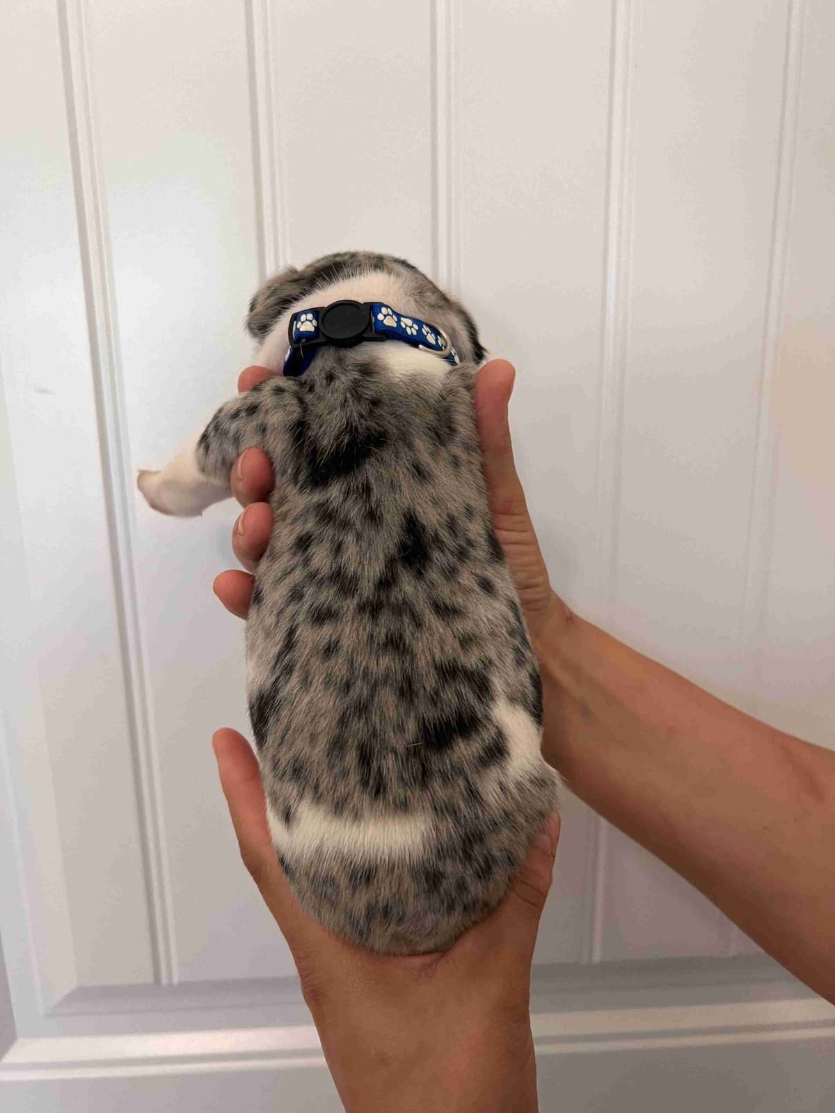 French Bulldog Puppy breeder image 1
