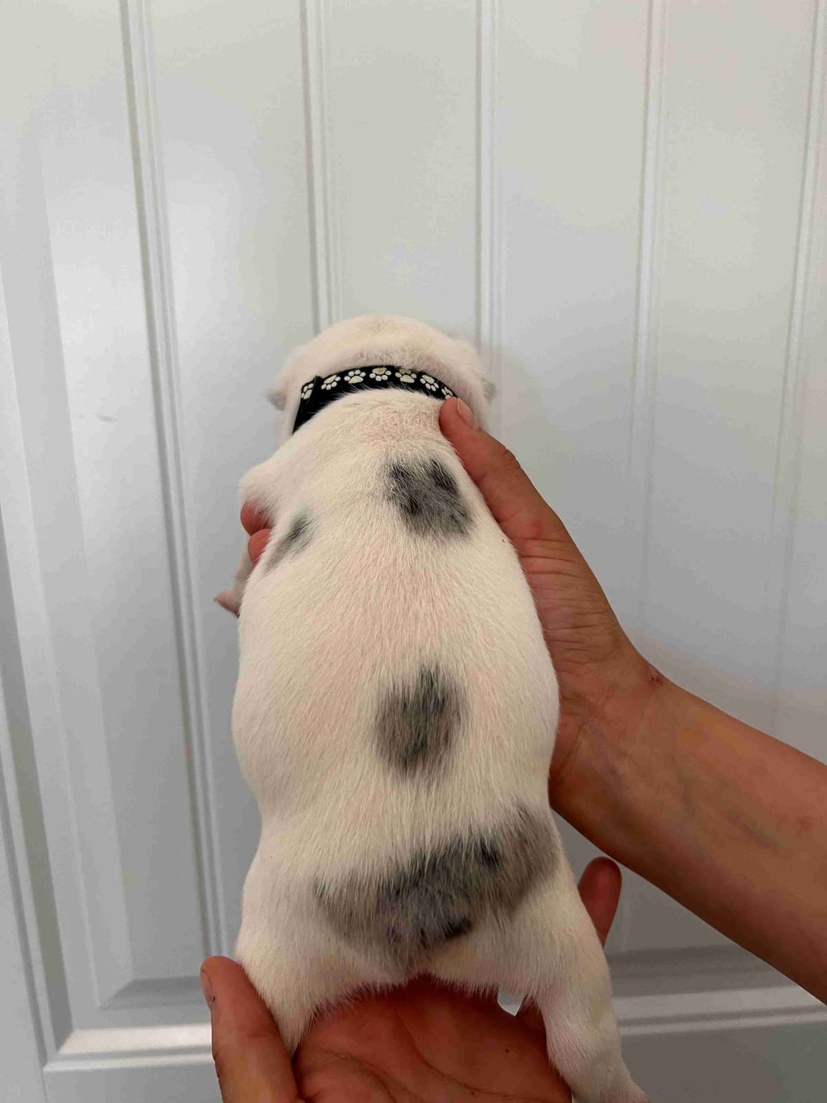 French Bulldog Puppy breeder image 5