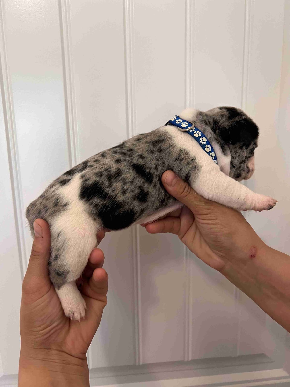 French Bulldog Puppy breeder image 2