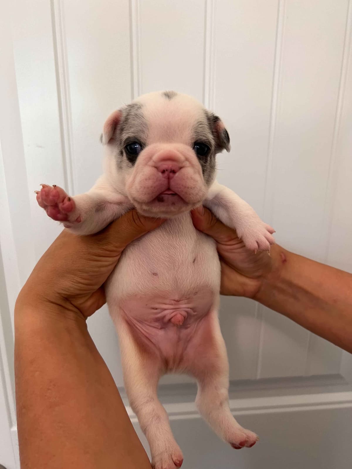 French Bulldog Puppy breeder image 9