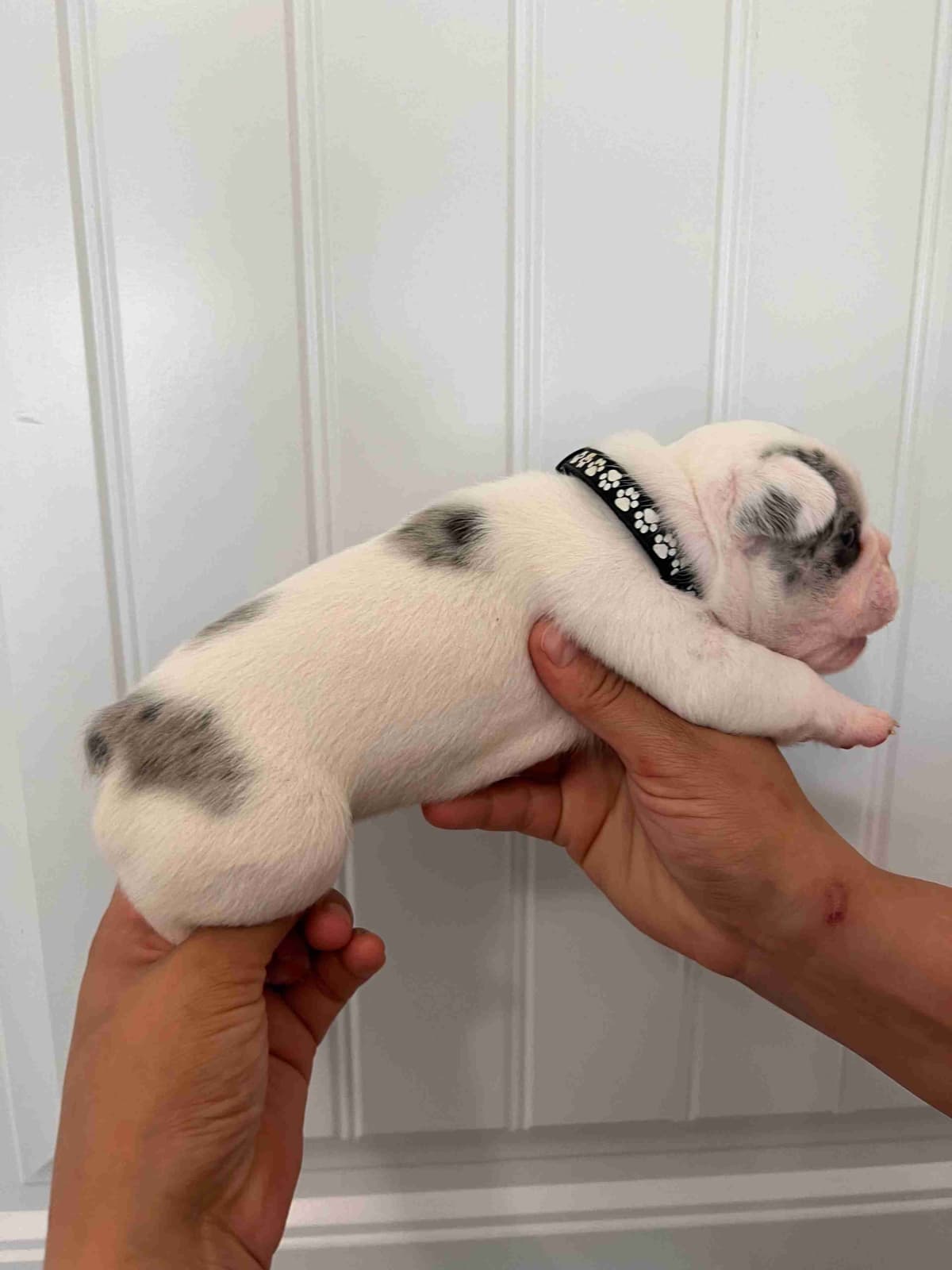 French Bulldog Puppy breeder image 10