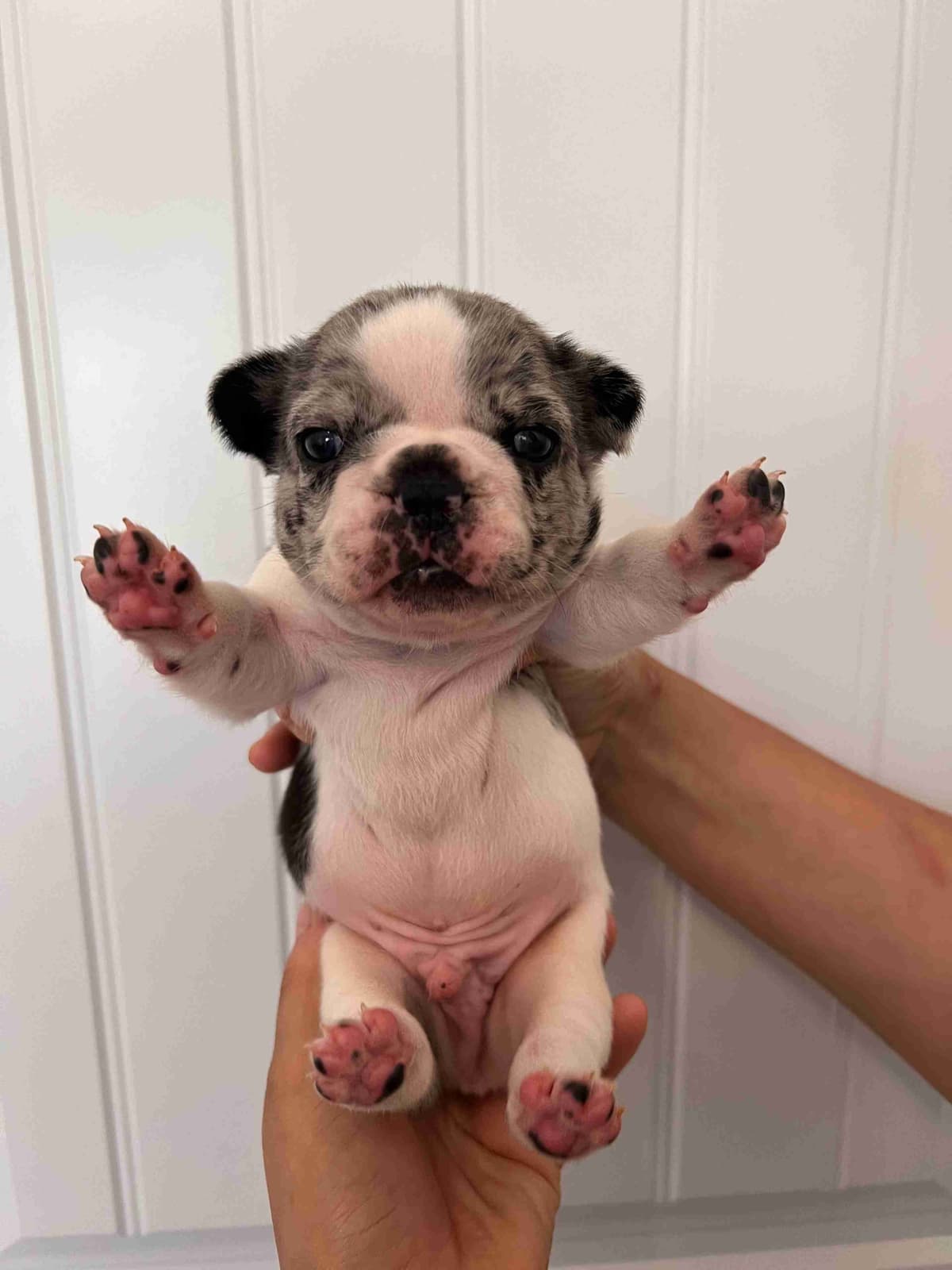 French Bulldog Puppy breeder image 3