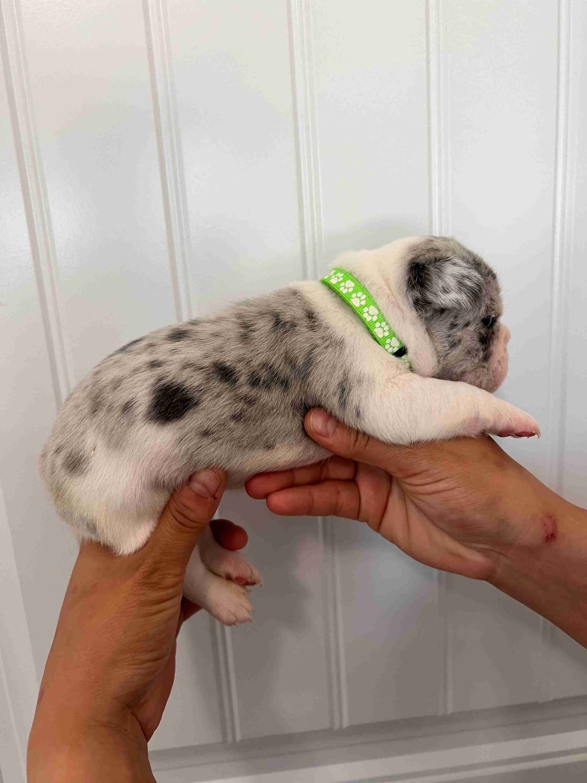 French Bulldog Puppy breeder image 8