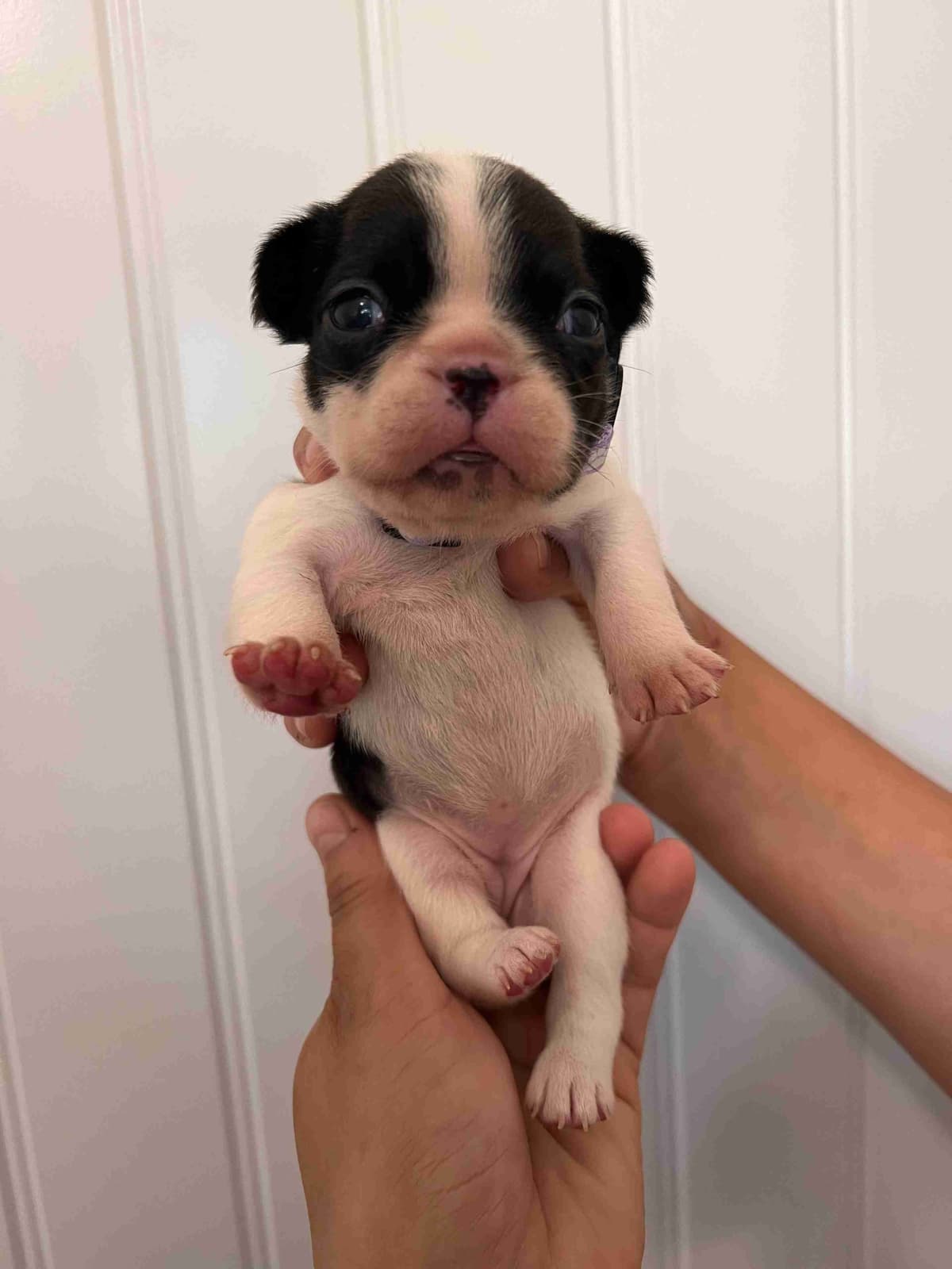 French Bulldog Puppy breeder image 11