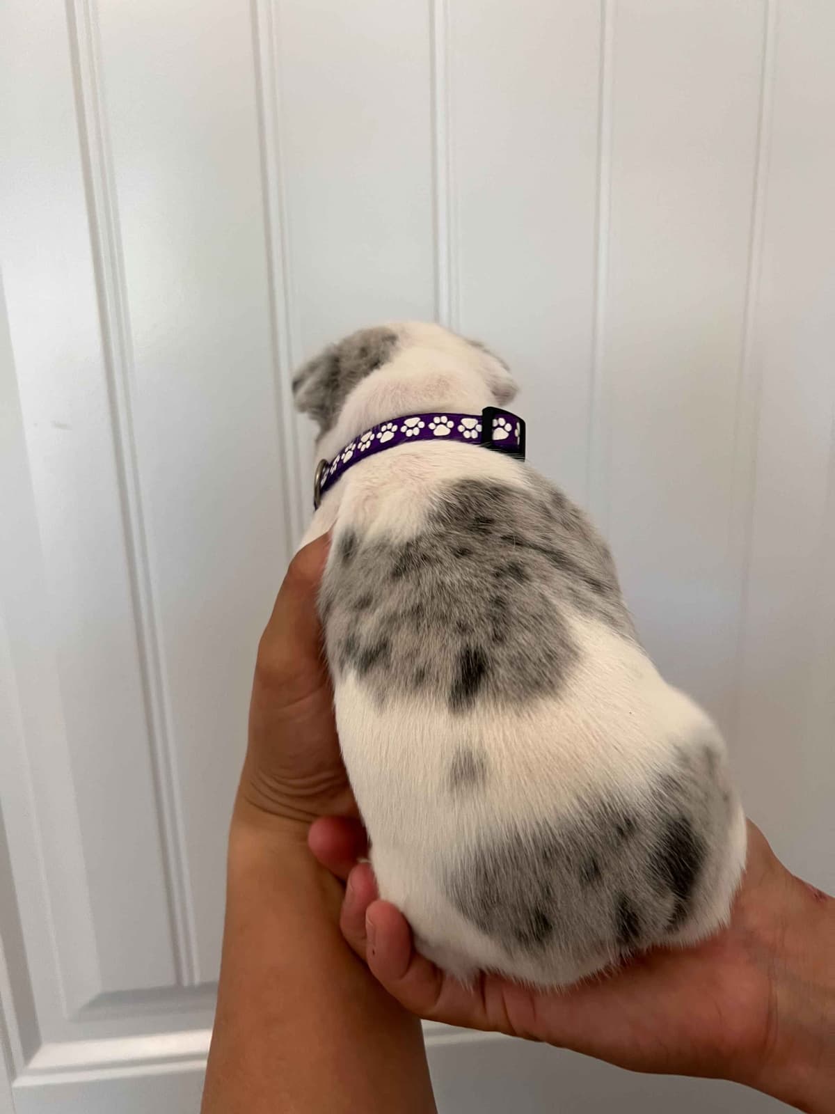 French Bulldog Puppy breeder image 19
