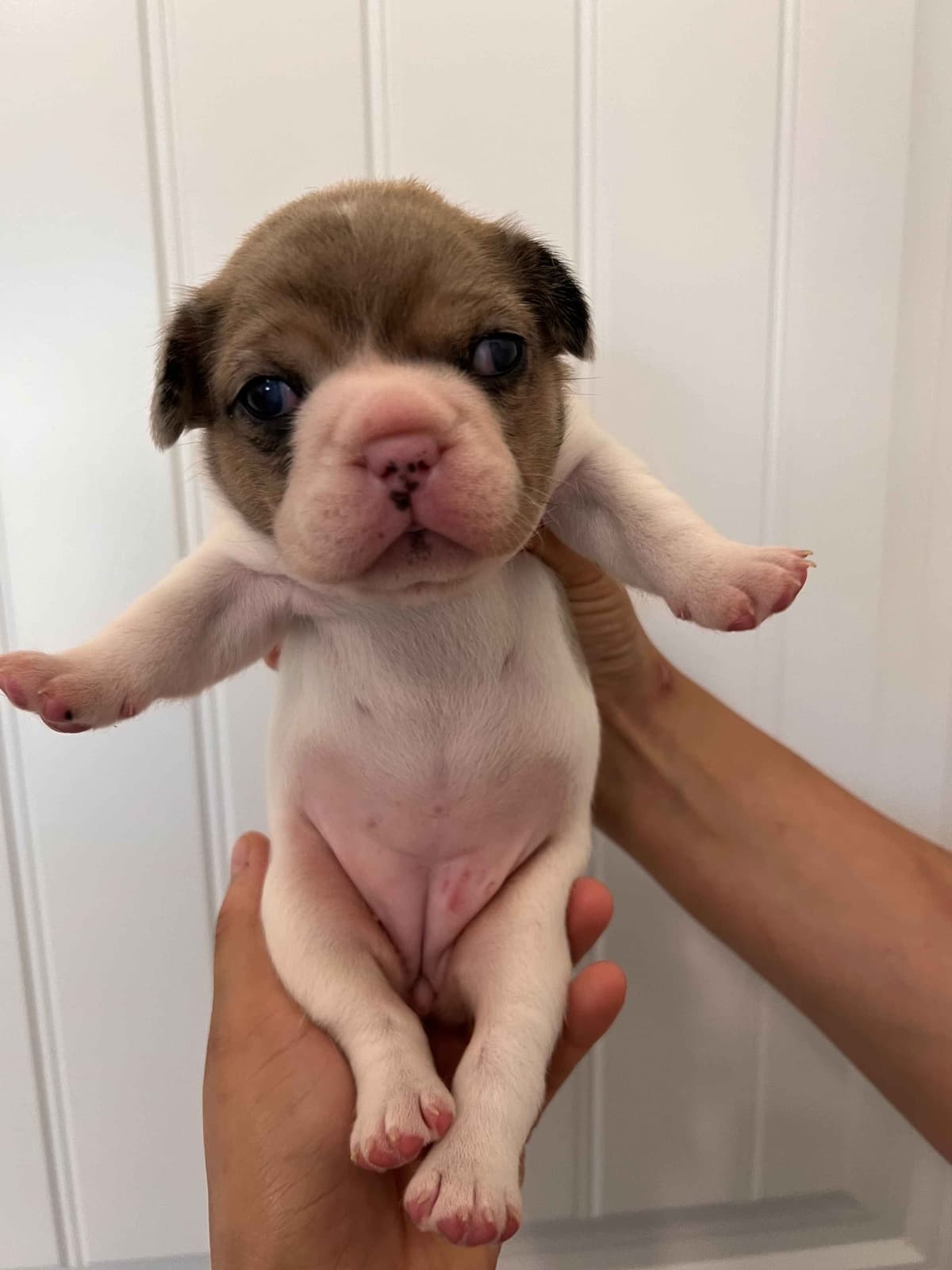 French Bulldog Puppy breeder image 15