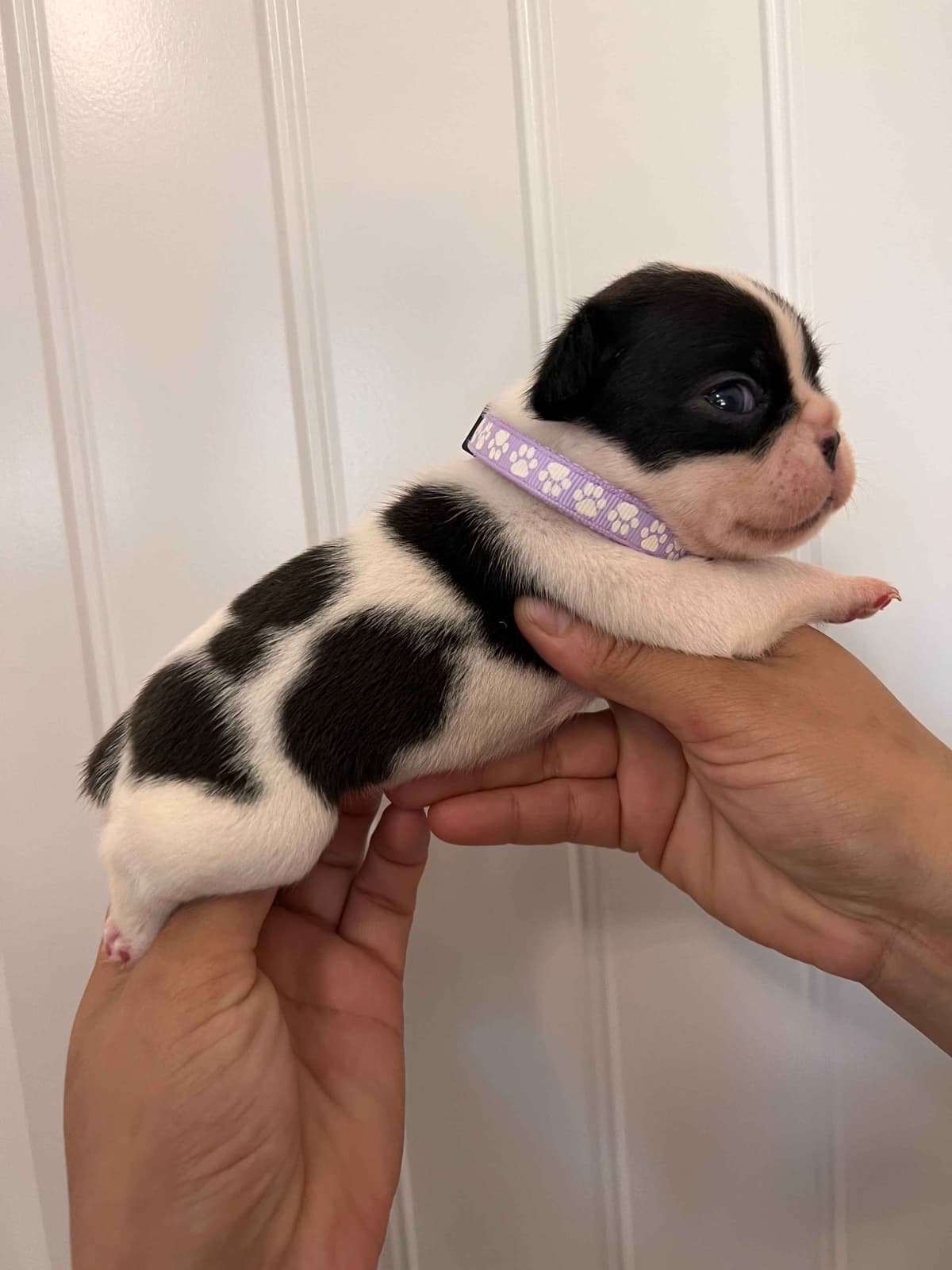 French Bulldog Puppy breeder image 12