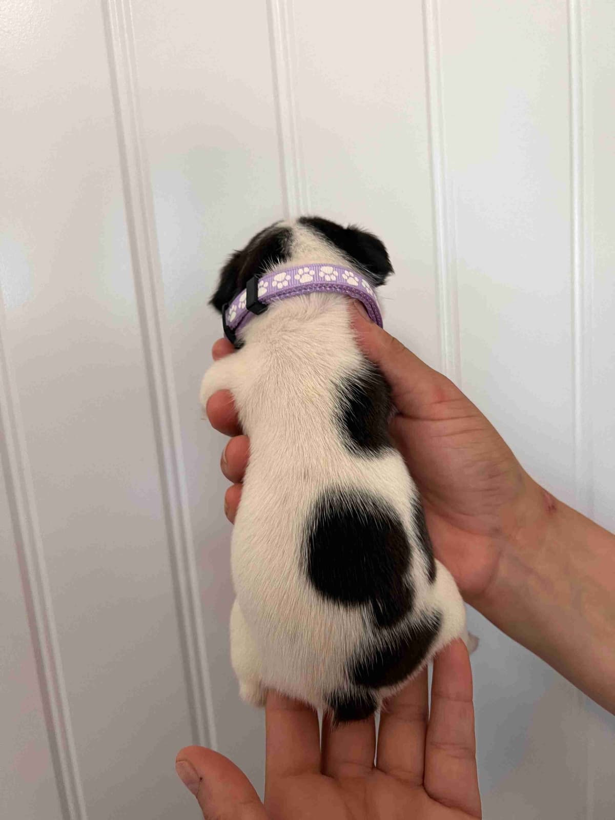French Bulldog Puppy breeder image 13