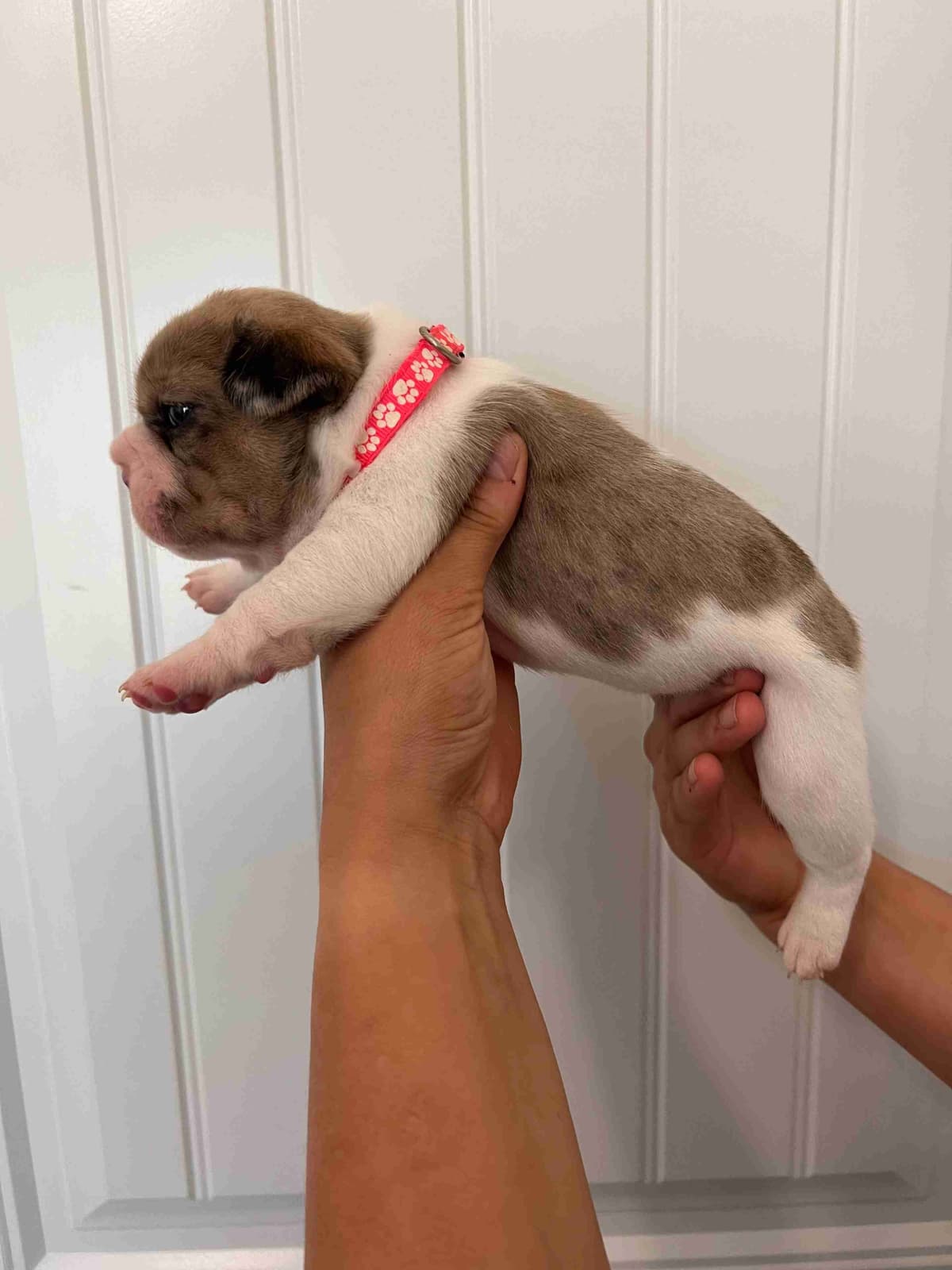 French Bulldog Puppy breeder image 16