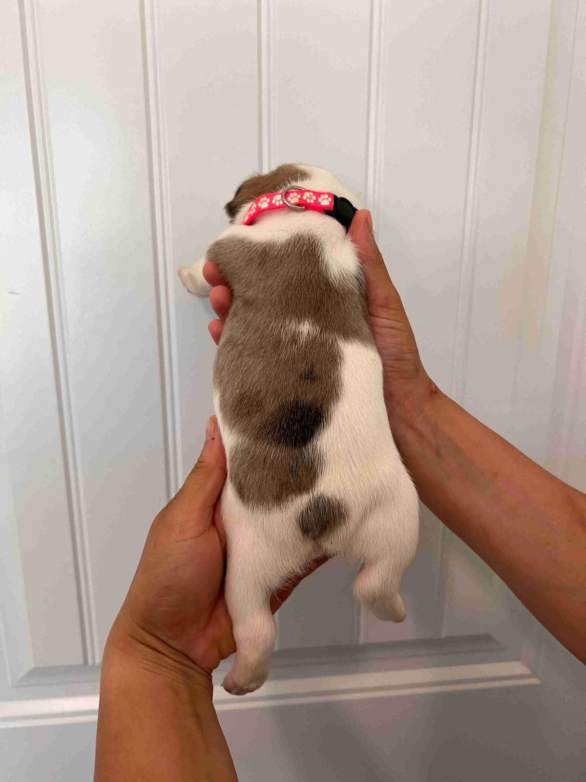 French Bulldog Puppy breeder image 17