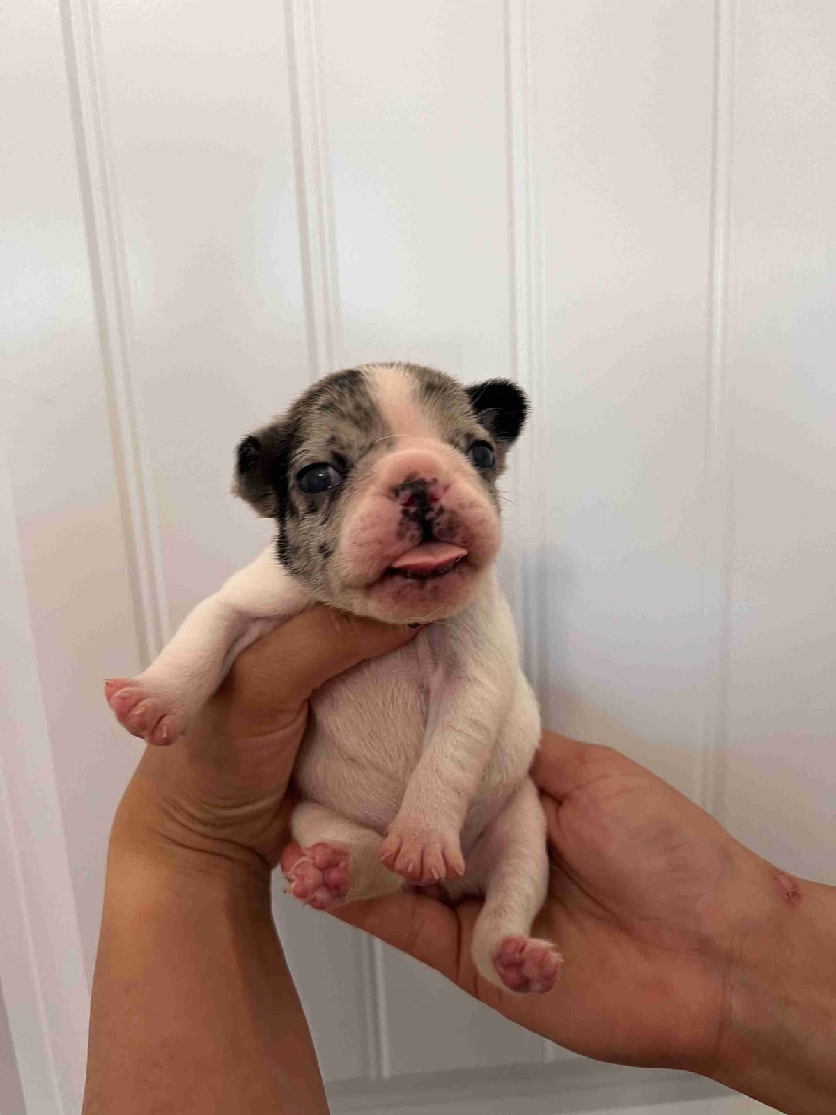 French Bulldog Puppy breeder image 21