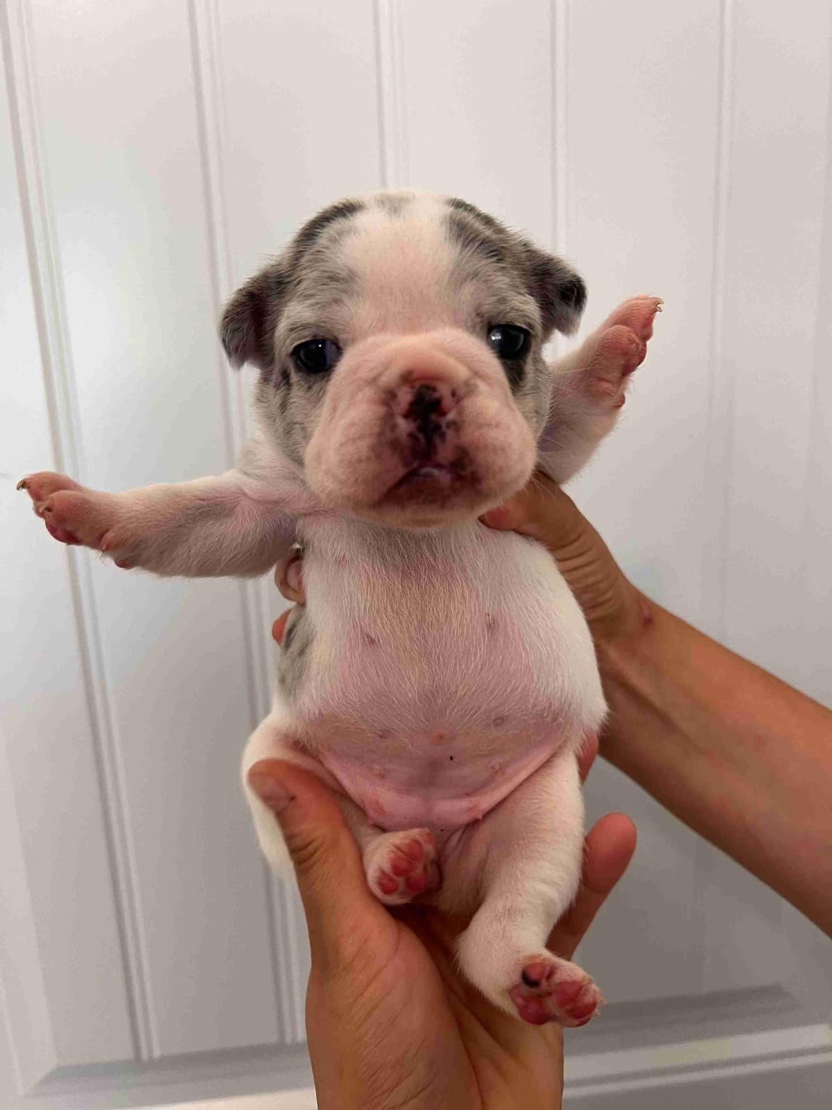 French Bulldog Puppy breeder image 20