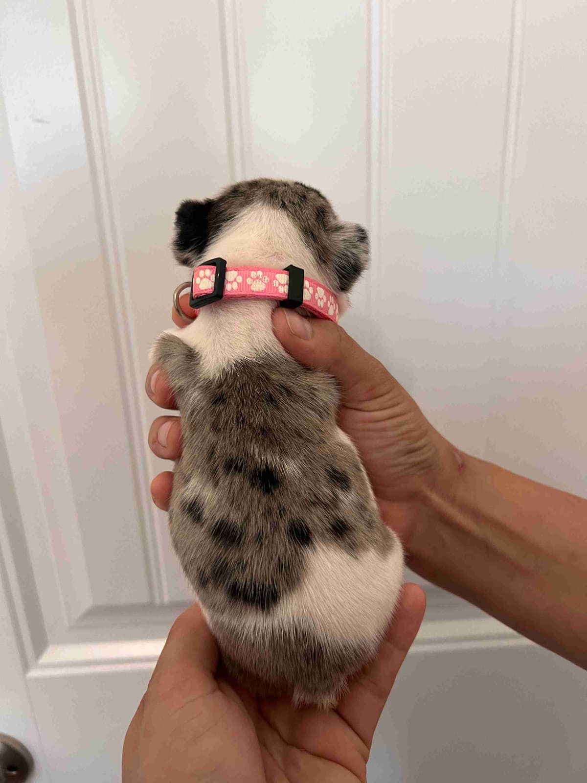 French Bulldog Puppy breeder image 23