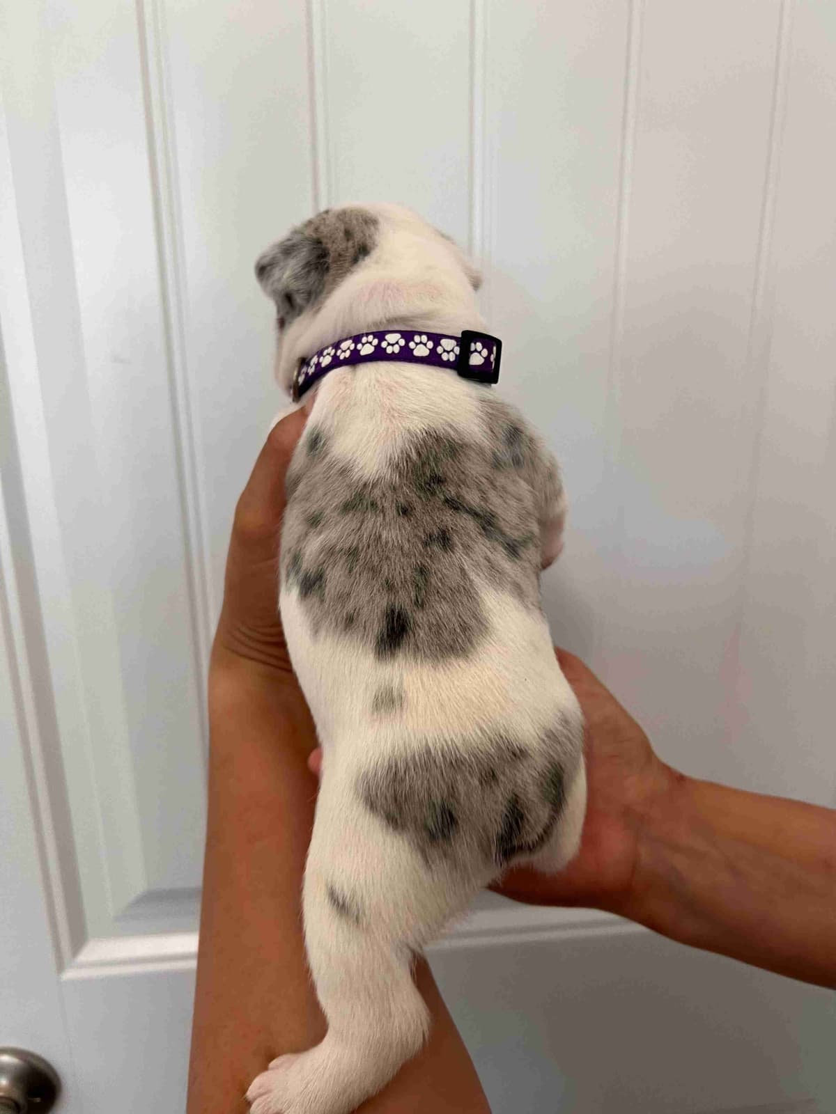 French Bulldog Puppy breeder image 24