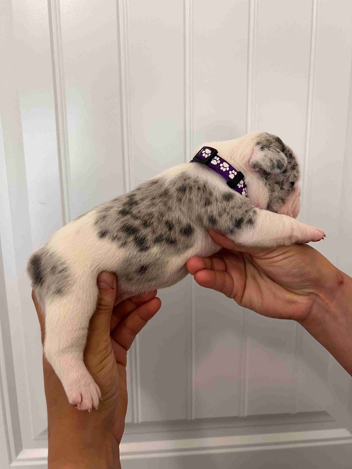 French Bulldog Puppy breeder image 18