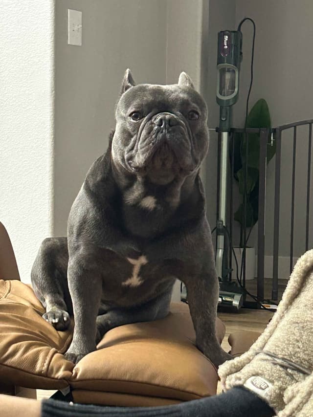 French Bulldog Puppy media 4