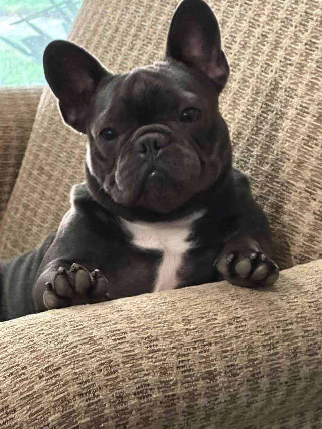 French Bulldog Puppy media 5