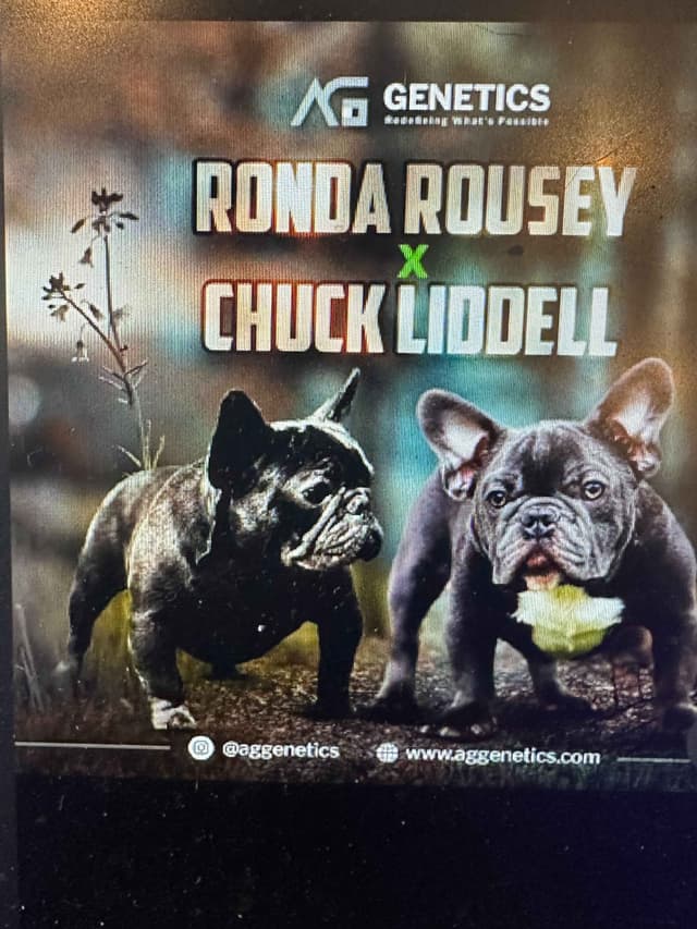 French Bulldog Puppy media 3