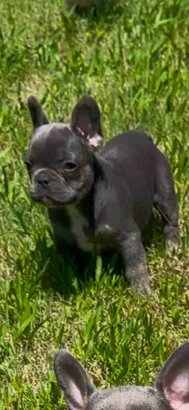 French Bulldog Puppy media 7