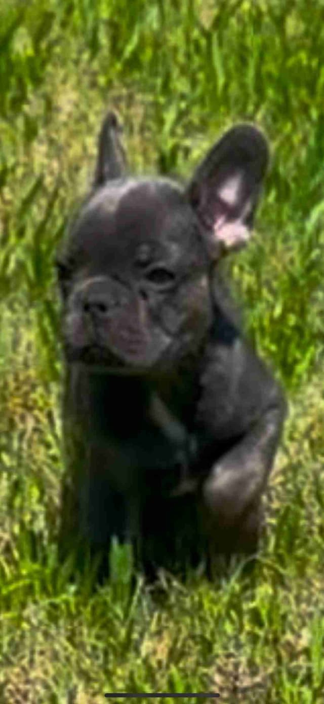 French Bulldog Puppy media 6