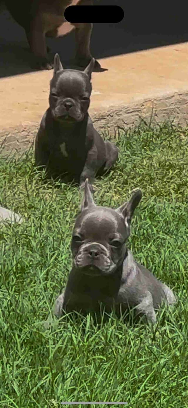 French Bulldog Puppy media 9