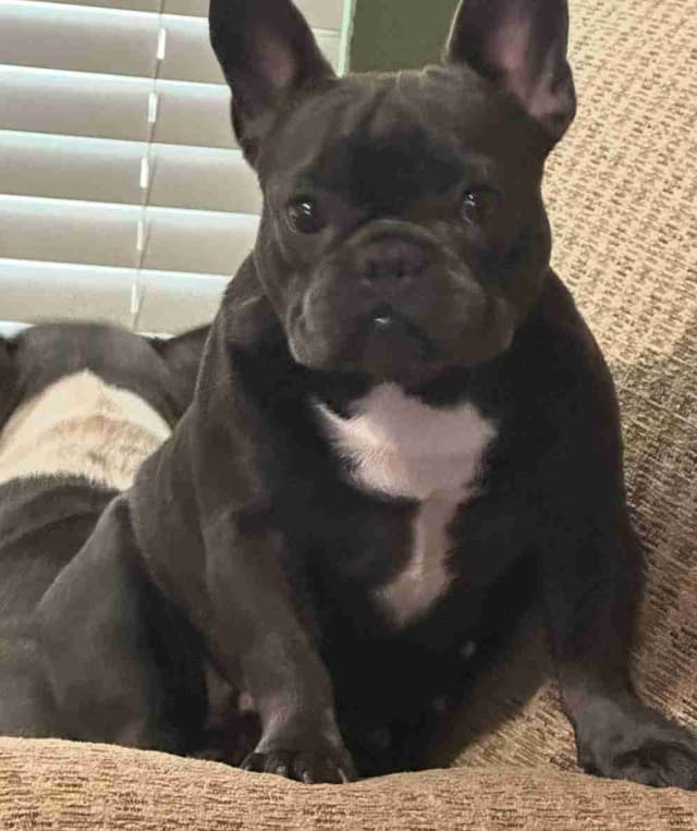 French Bulldog Puppy media 8