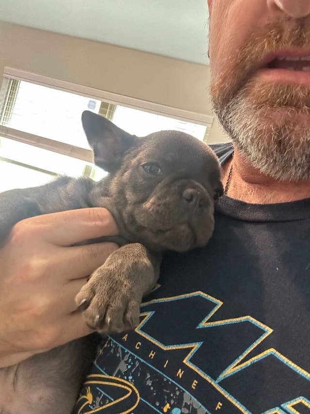 French Bulldog Puppy media 10