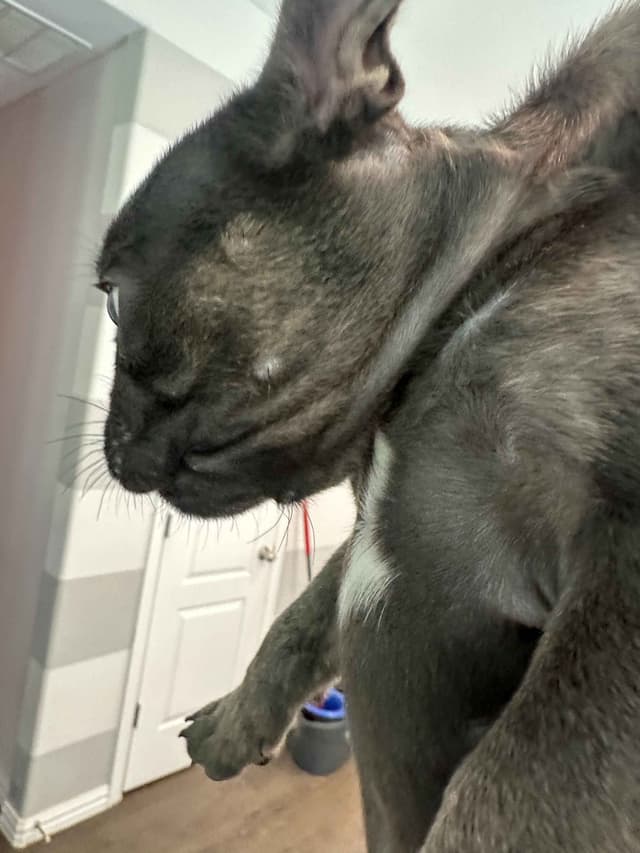 French Bulldog Puppy media 11