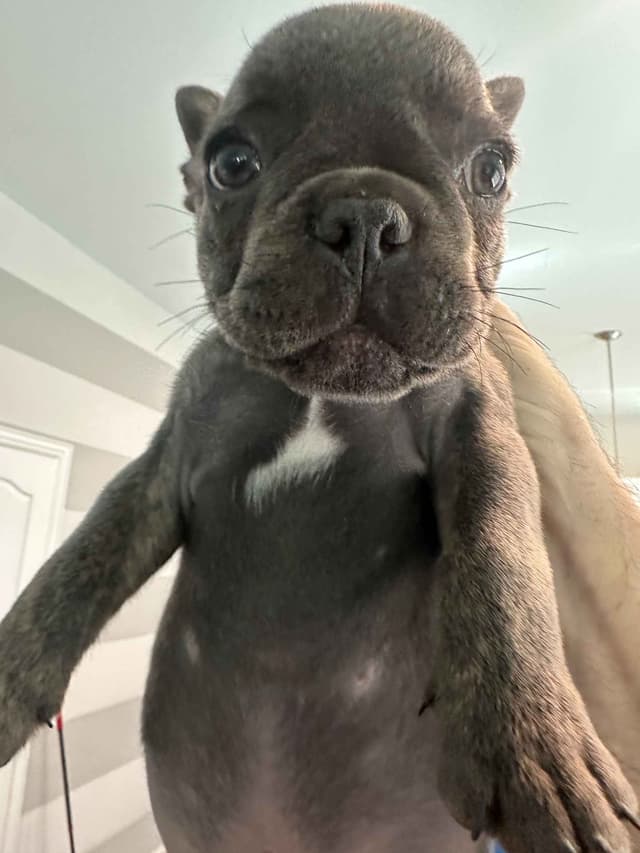 French Bulldog Puppy media 15