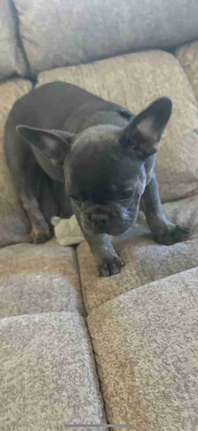 French Bulldog Puppy media 16
