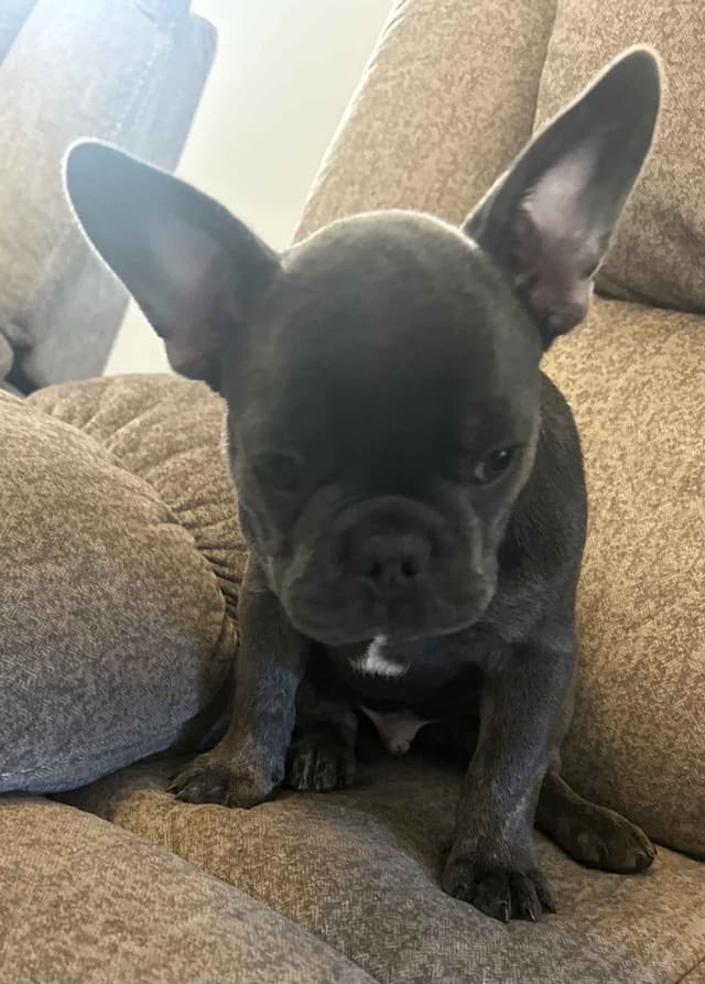 French Bulldog Puppy media 18