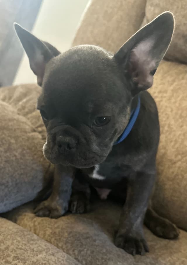 French Bulldog Puppy media 19