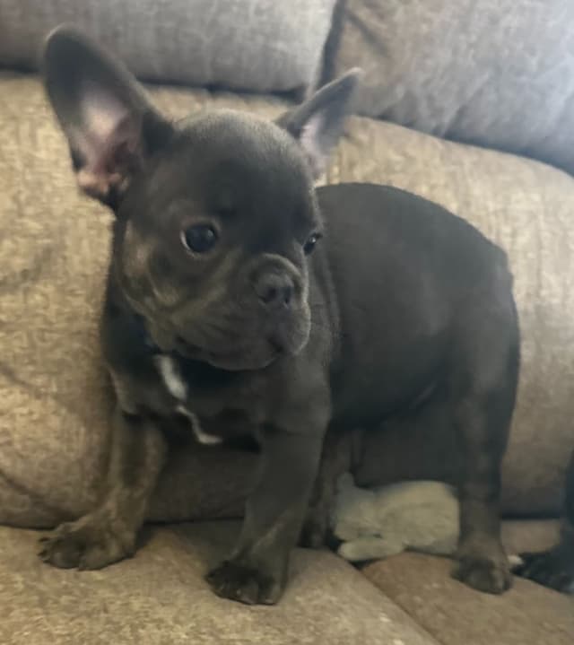 French Bulldog Puppy media 20