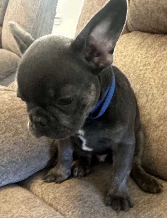 French Bulldog Puppy media 21