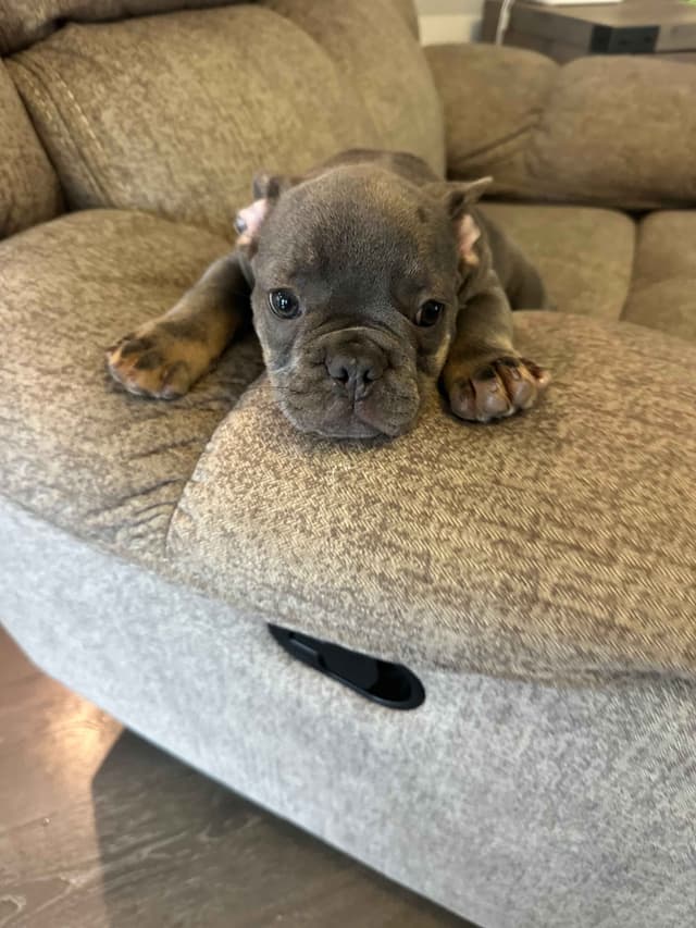 French Bulldog Puppy media 24