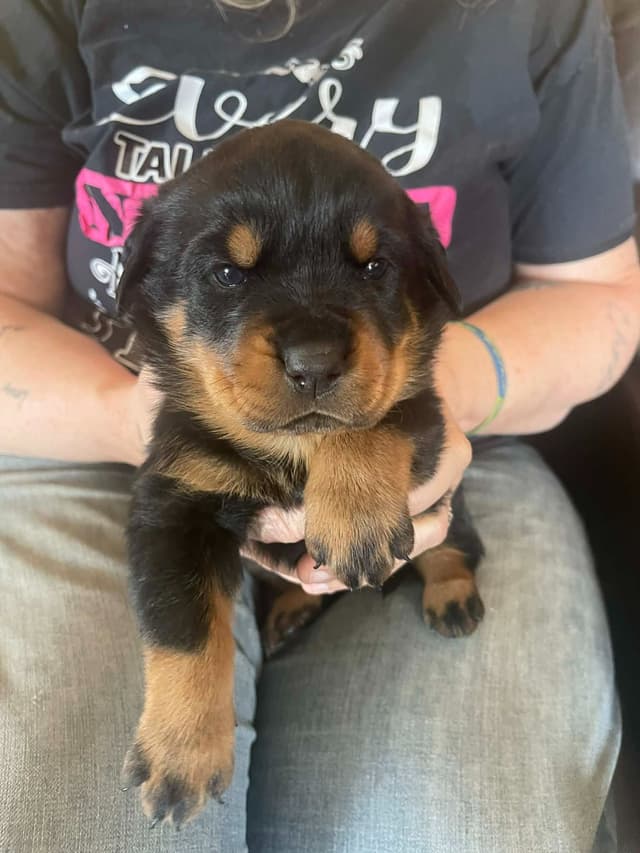 Rottweiler Puppies Available media 2