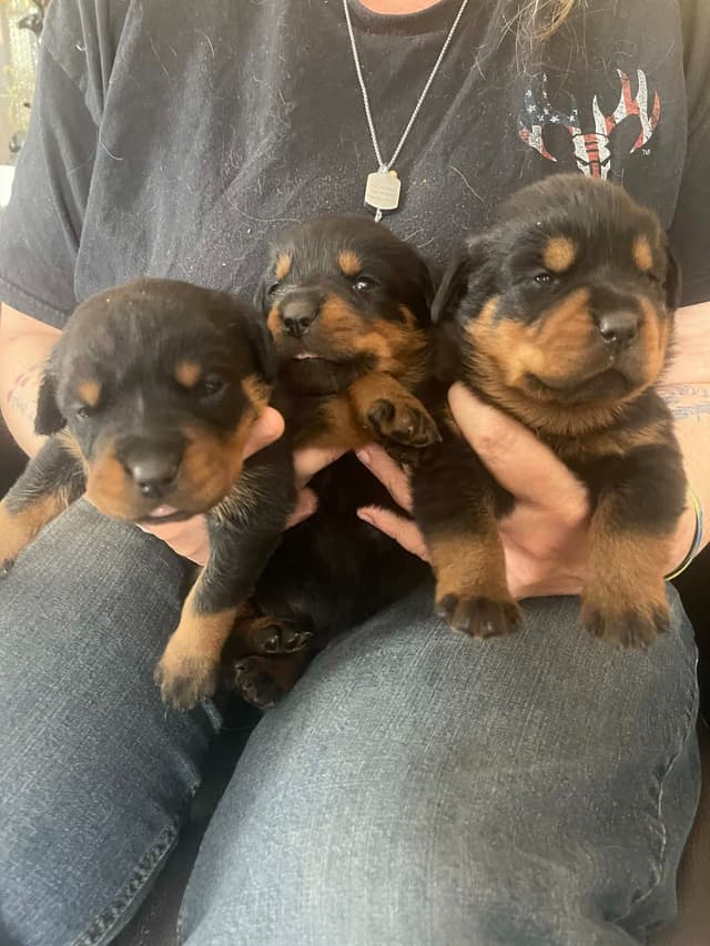 Rottweiler Puppies Available media 3