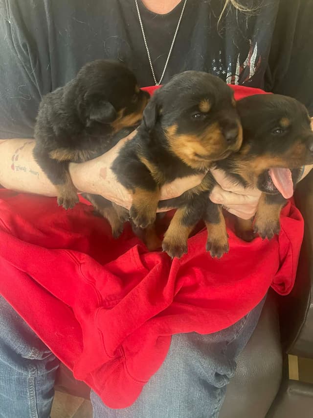 Rottweiler Puppies Available media 4