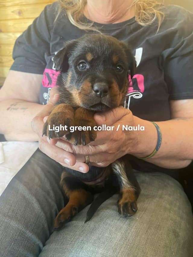 Rottweiler Puppies Available media 5