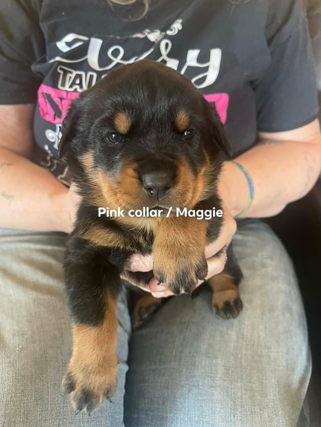 Rottweiler Puppies Available media 6