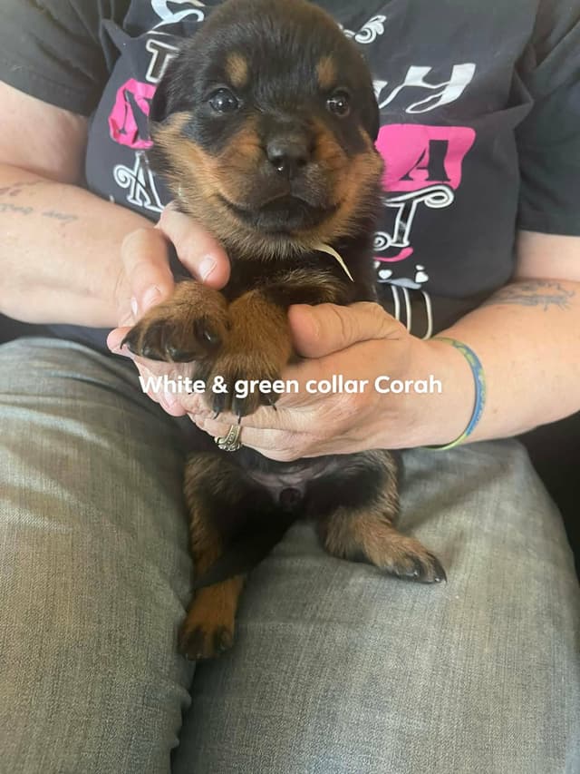 Rottweiler Puppies Available media 7