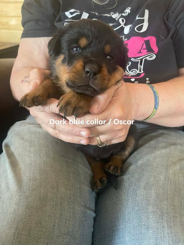 Rottweiler Puppies Available media 8